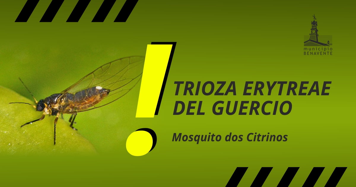 Divulga o Sobre O Mosquito Do Citrinos Trioza Erytreae Del Guercio 